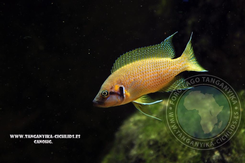 Neolamprologus helianthus